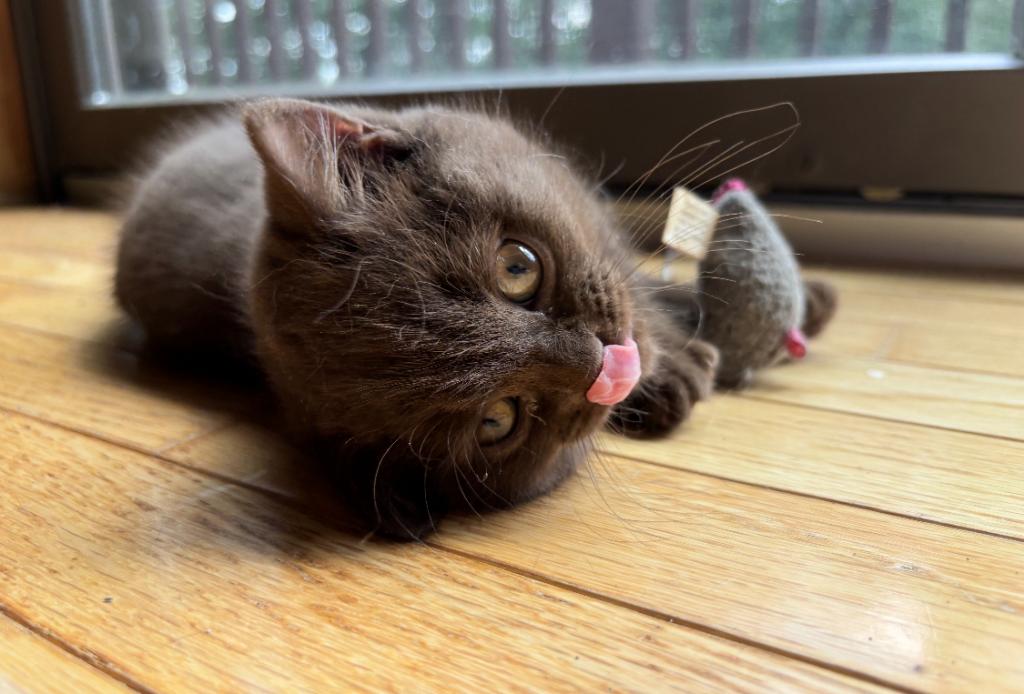 Cinnamon Playful Kittens photo 3