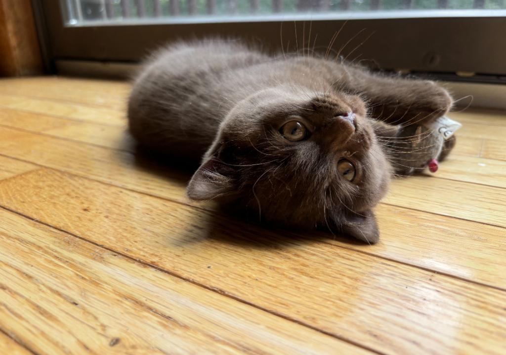 Cinnamon Playful Kittens photo 5