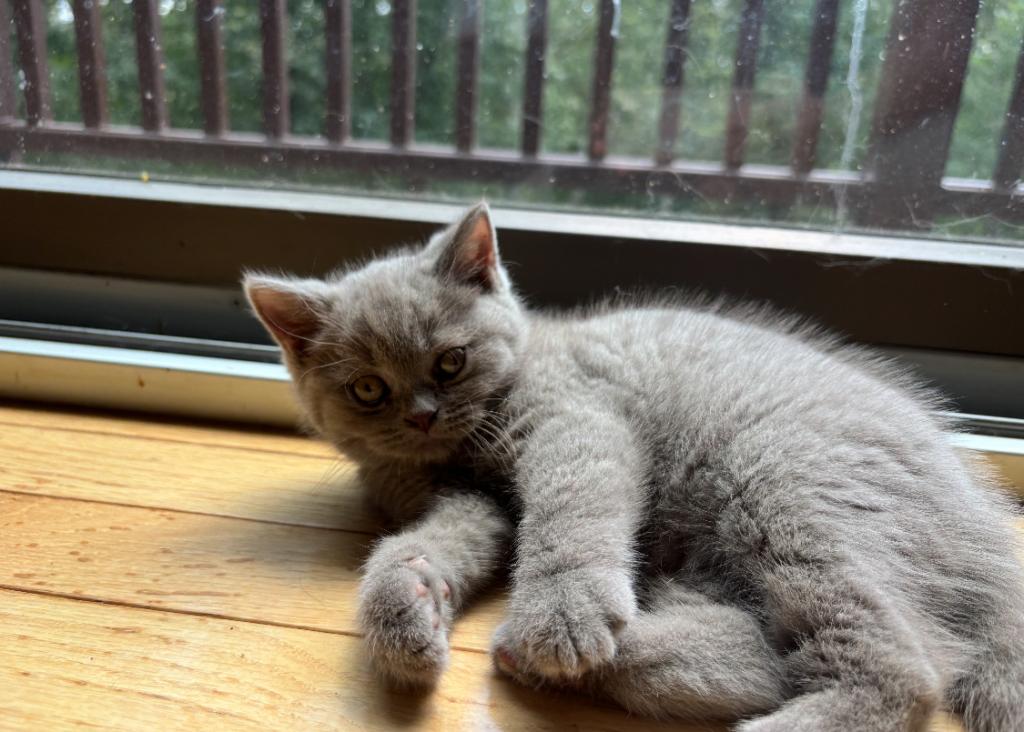 Cinnamon Playful Kittens