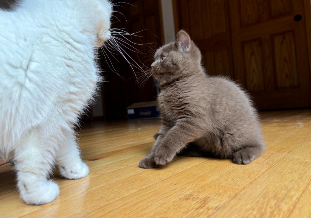 Cinnamon Playful Kittens photo 2