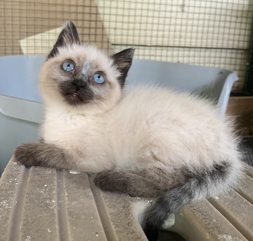 Siamese & Also Siamese X RagDoll Kittens photo 7
