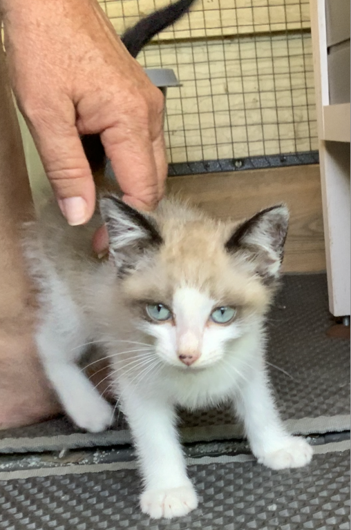 Siamese & Also Siamese X RagDoll Kittens photo 4