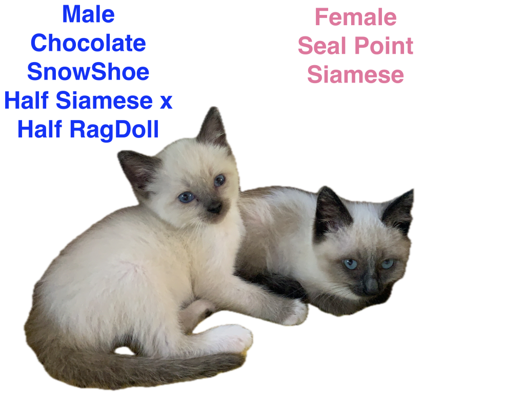 Siamese & Also Siamese X RagDoll Kittens