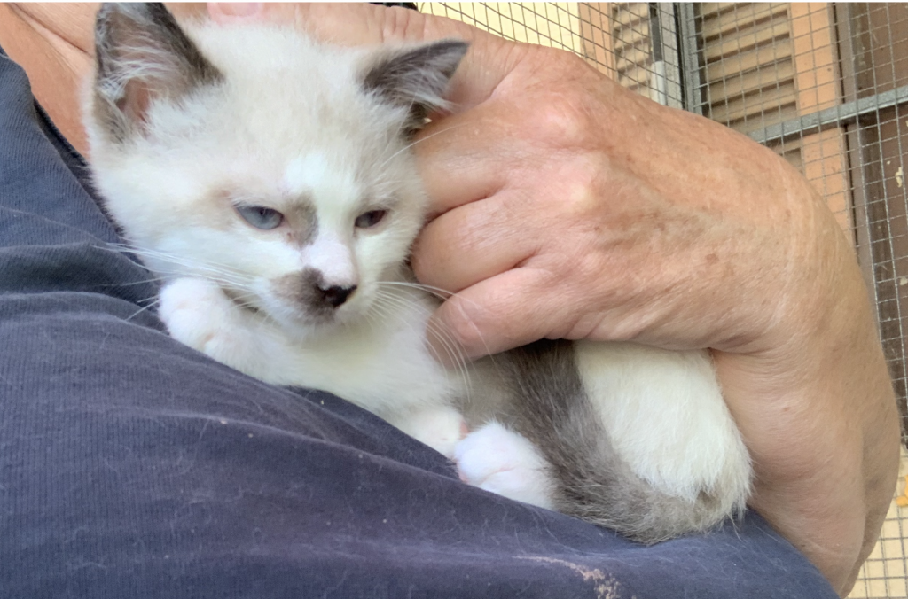 Siamese & Also Siamese X RagDoll Kittens photo 6