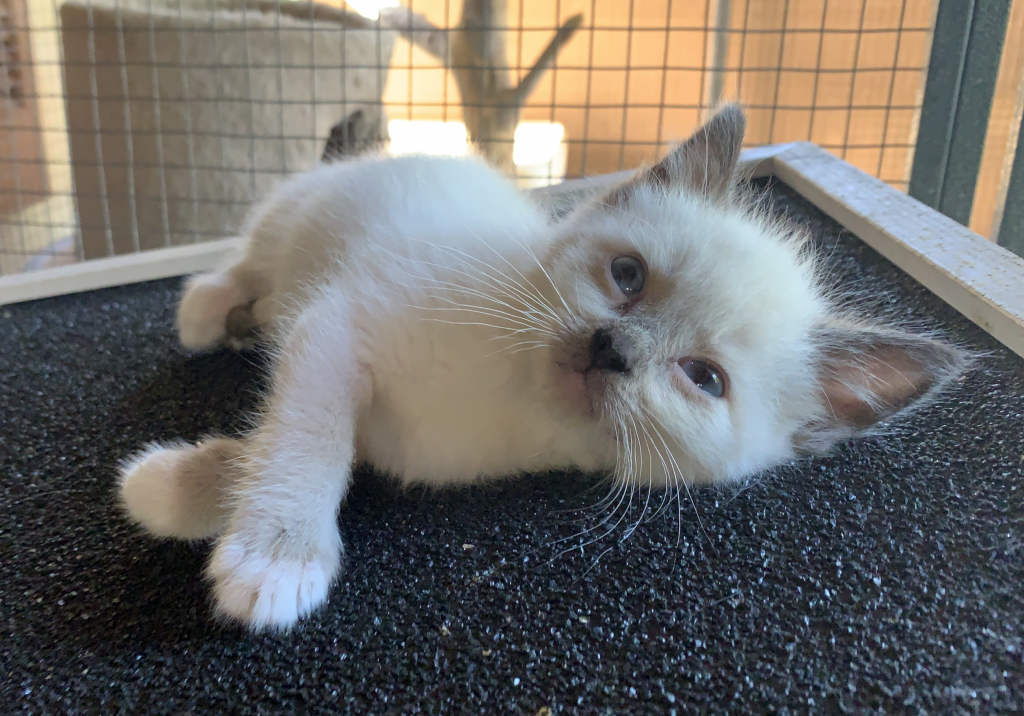 Siamese & Also Siamese X RagDoll Kittens photo 5