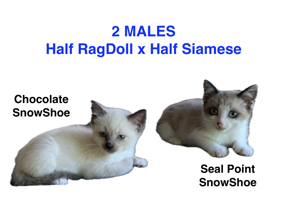 Siamese & Also Siamese X RagDoll Kittens photo 8