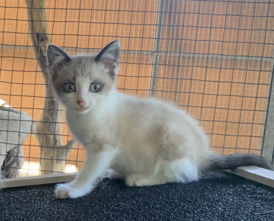 Siamese & Also Siamese X RagDoll Kittens photo 2