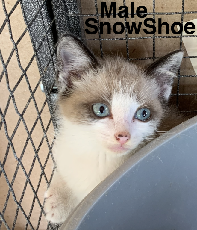 Siamese & Also Siamese X RagDoll Kittens photo 3