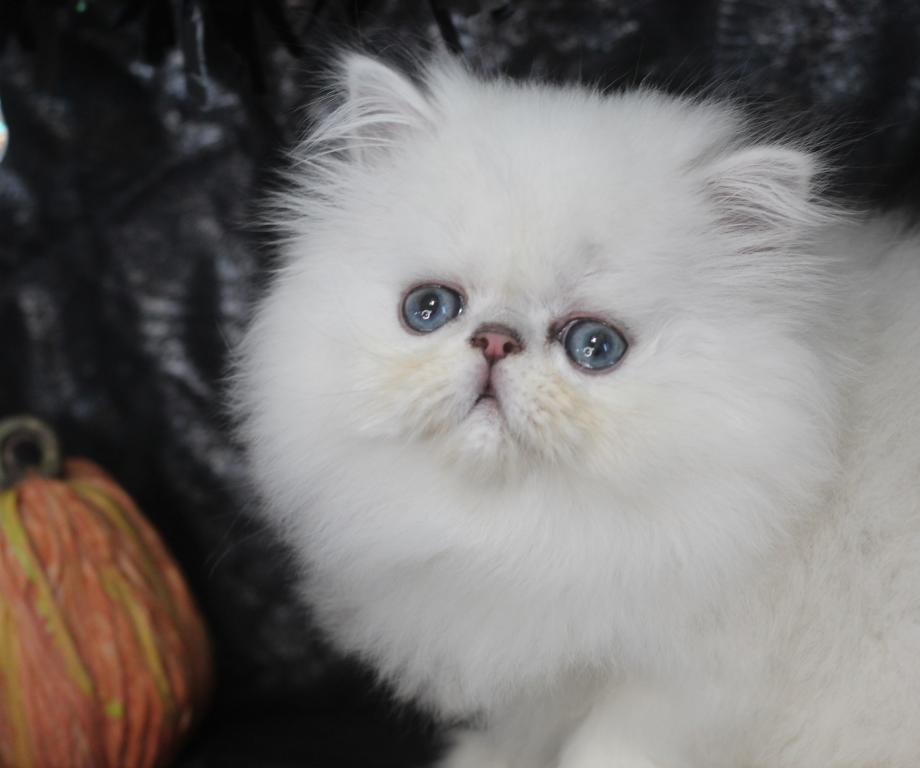 Silver Persians photo 2