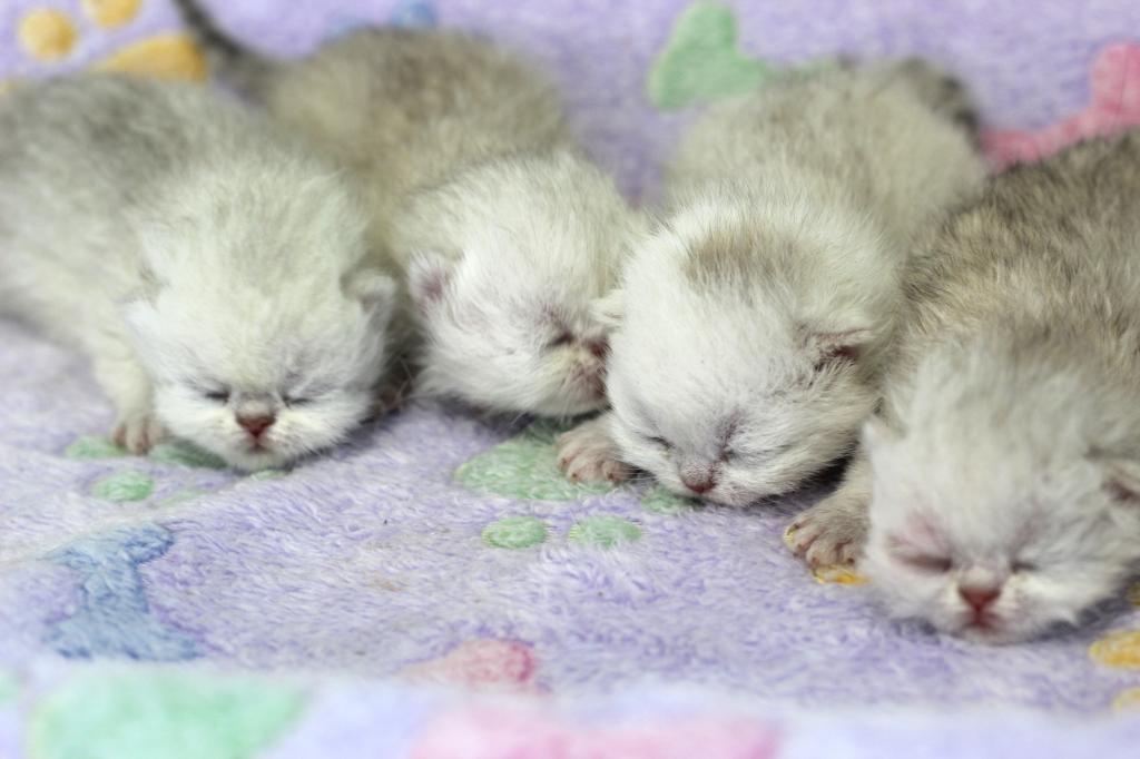 Silver Persians photo 1