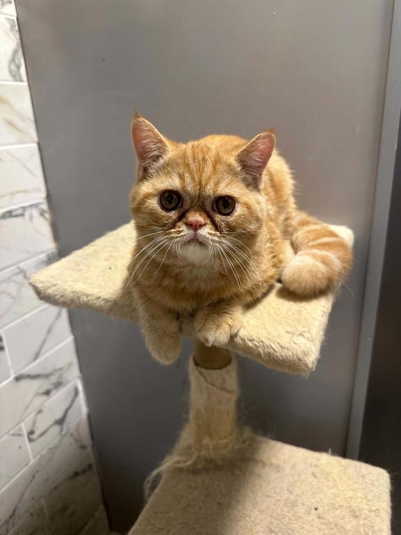 Red Tabby