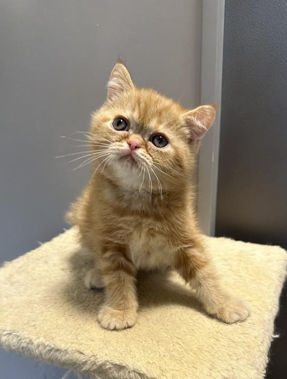 Red Tabby photo 3