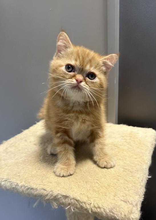 Red Tabby photo 2