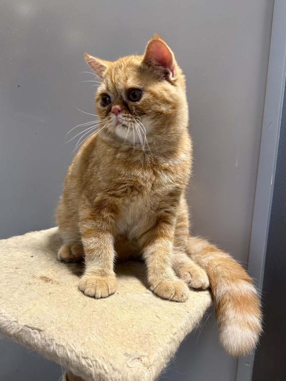 Red Tabby photo 2
