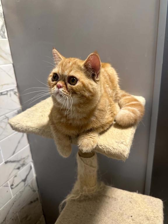 Red Tabby photo 11
