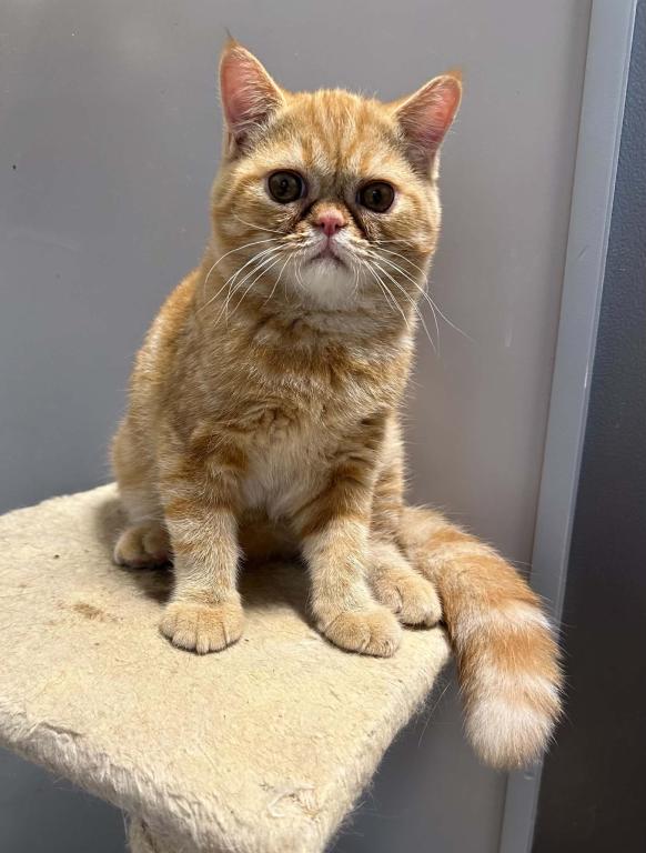 Red Tabby photo 5