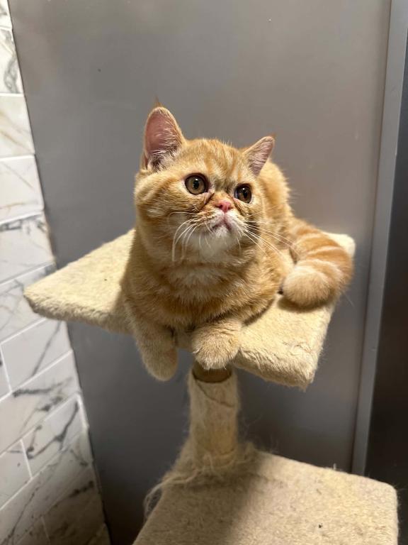 Red Tabby photo 10