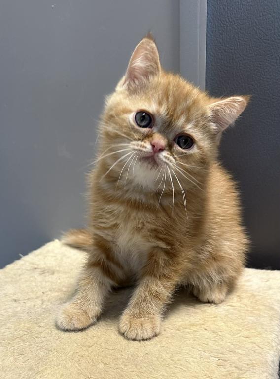 Red Tabby photo 4