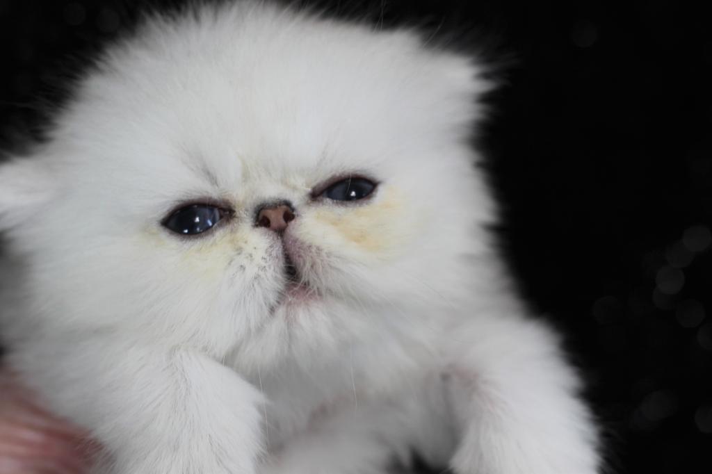 Silver Persians photo 1