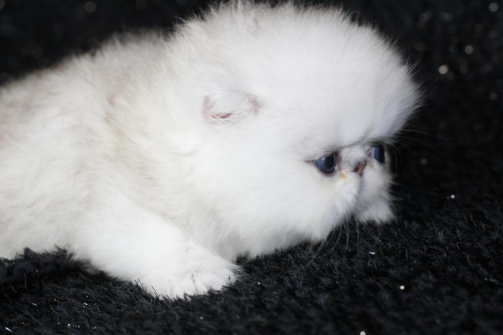 Silver Persians photo 2