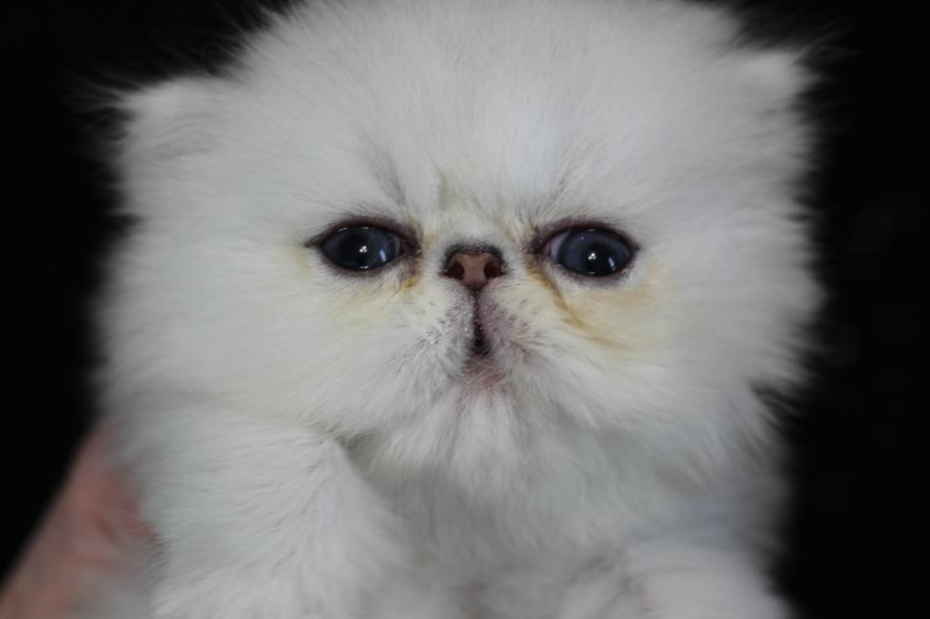 Dazzle M Persians photo 2
