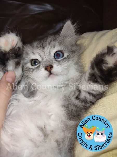 ADOPTED Lucario Of The Pokemon Diamond Litter photo 1