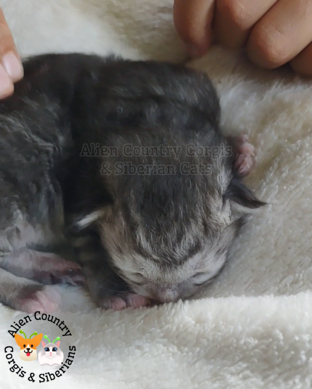 ADOPTED Lucario Of The Pokemon Diamond Litter photo 2