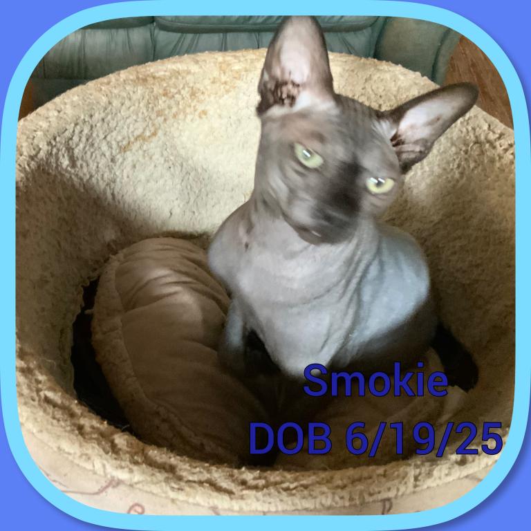 Shane &  Roxsy & Smokie photo 2