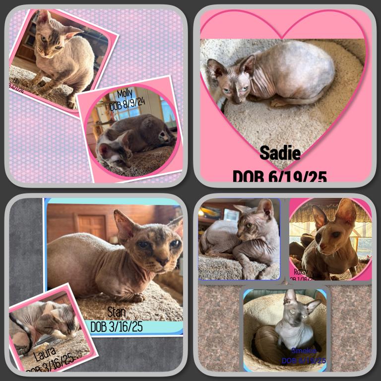 Shane &  Roxsy & Smokie photo 1