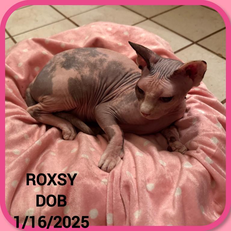 Shane &  Roxsy & Smokie photo 5