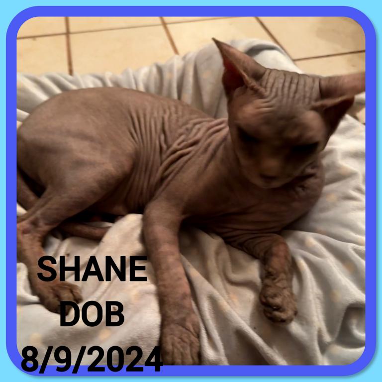 Shane &  Roxsy & Smokie photo 6