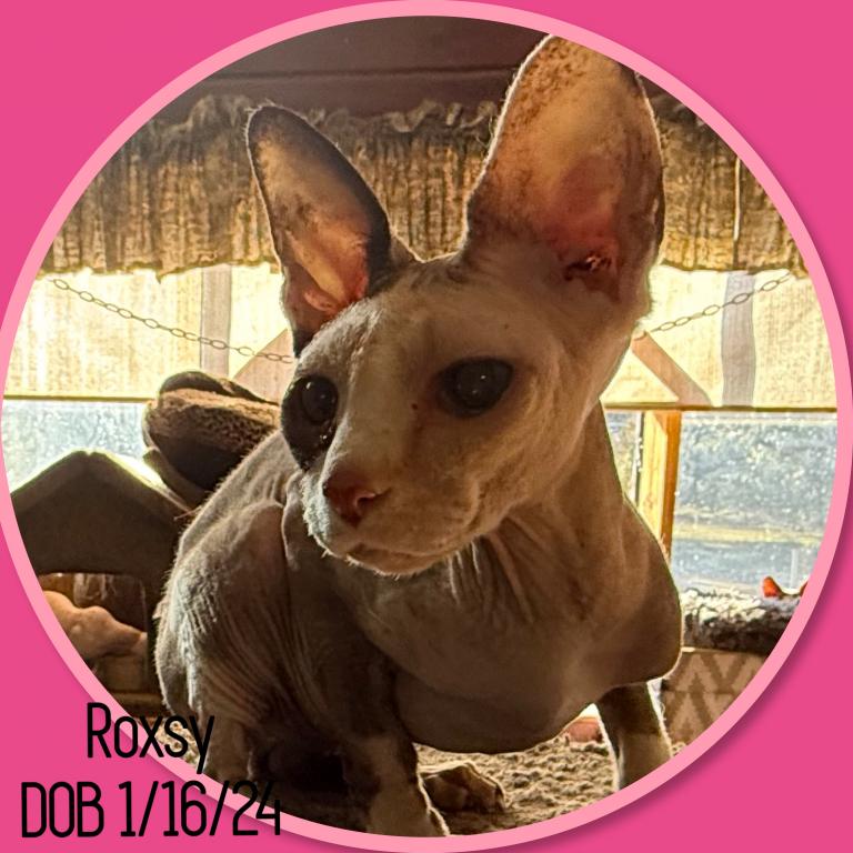 Shane &  Roxsy & Smokie photo 3