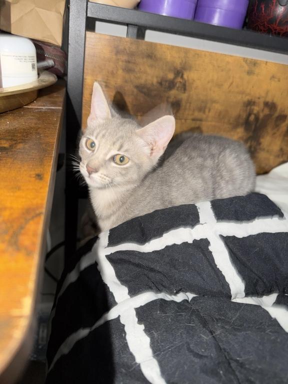 Little Gray photo 3