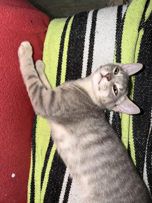 Little Gray photo 2
