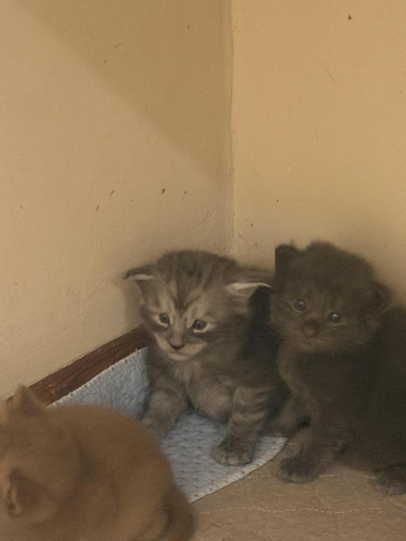 Wonderful Maine Coons photo 6