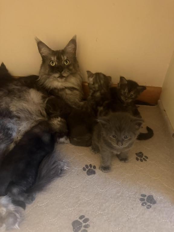 Wonderful Maine Coons photo 8
