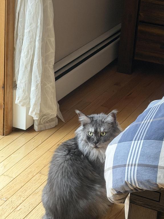 Wonderful Maine Coons photo 2