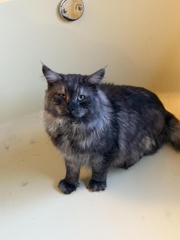 Wonderful Maine Coons photo 3