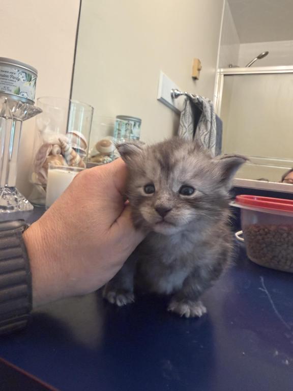Wonderful Maine Coons photo 9