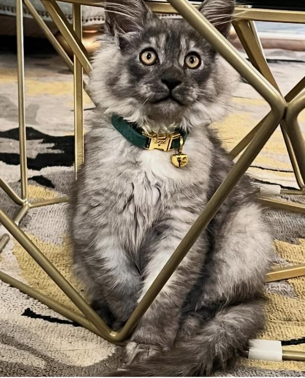 Wonderful Maine Coons photo 5
