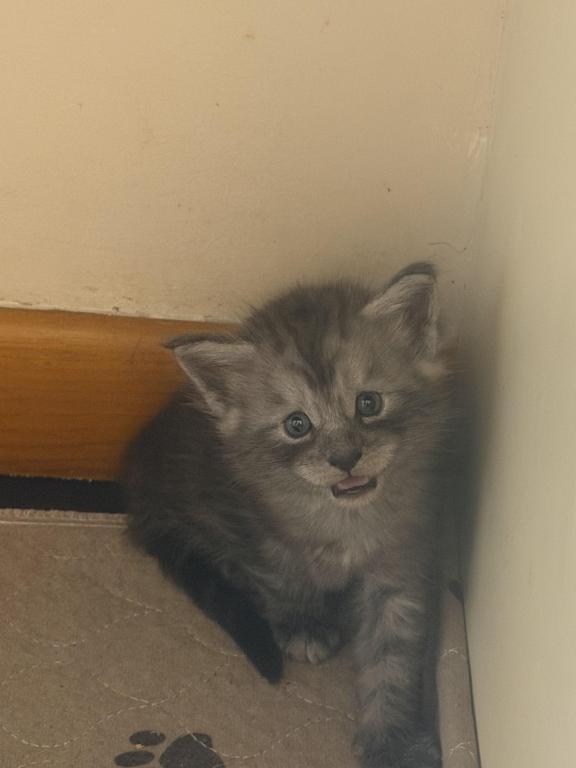 Wonderful Maine Coons photo 12