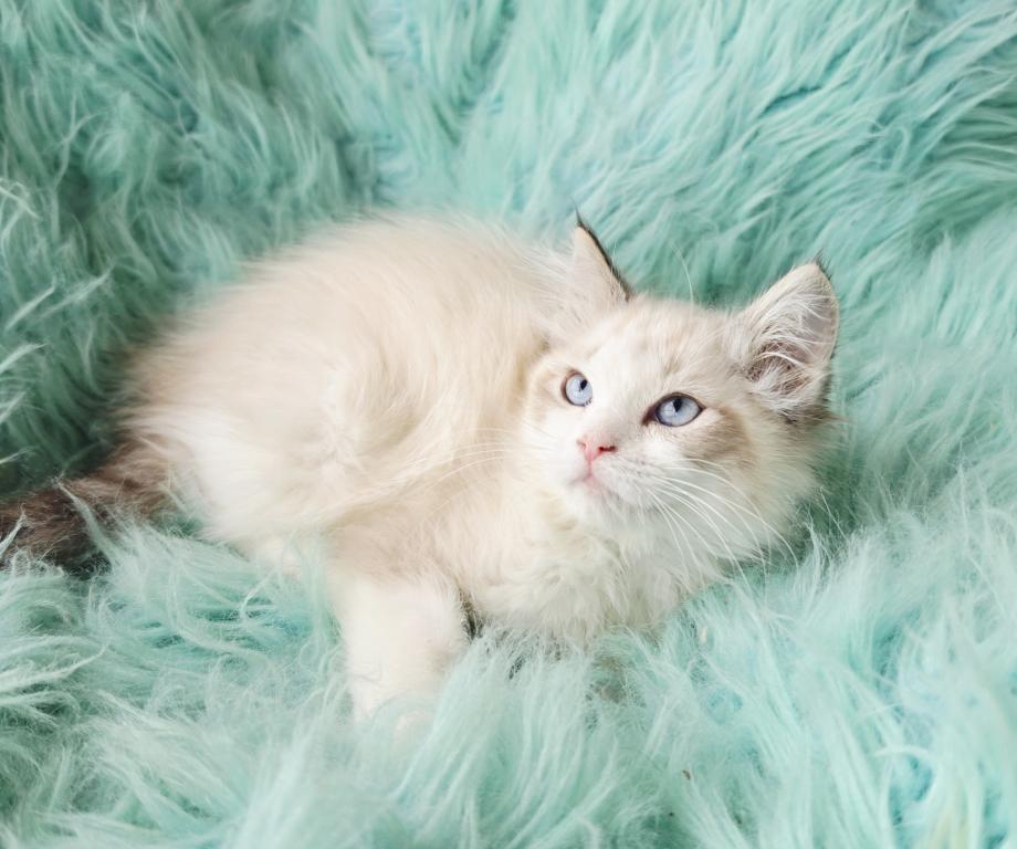 Snowflake Bicolor Female photo 4