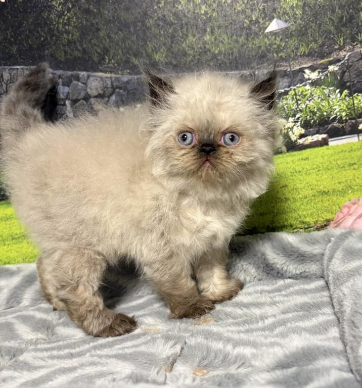 Mara photo 18