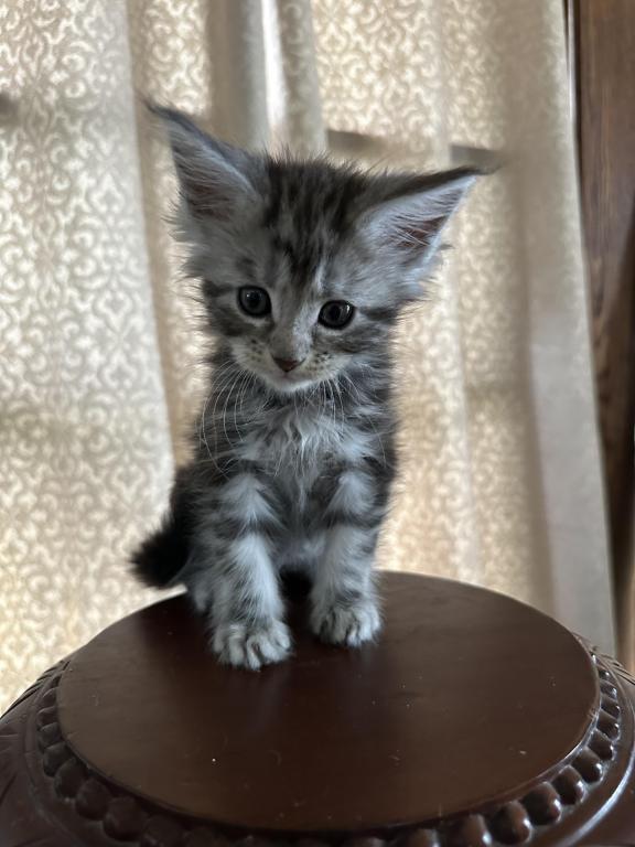 Tilly Of Donnelly