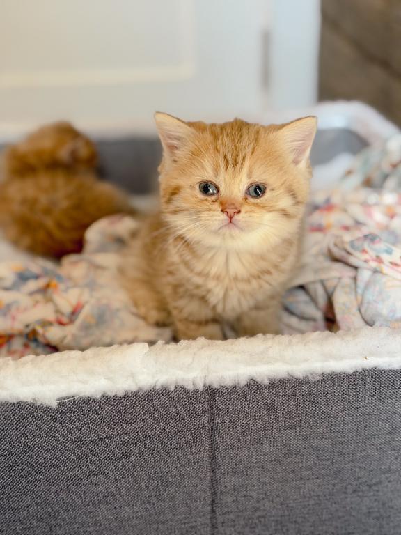 Chocolate Golden British Shorthair Girl photo 3