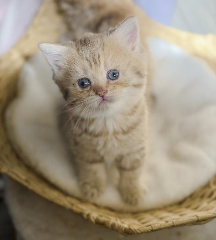 Chocolate Golden British Shorthair Girl photo 5