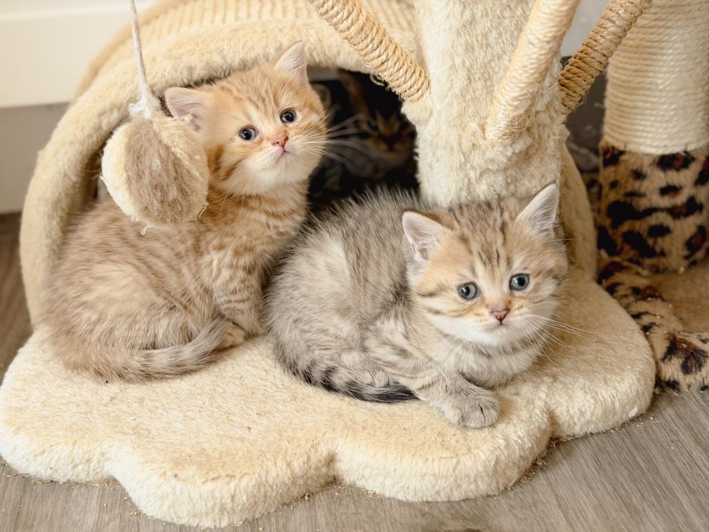 Chocolate Golden British Shorthair Girl photo 1