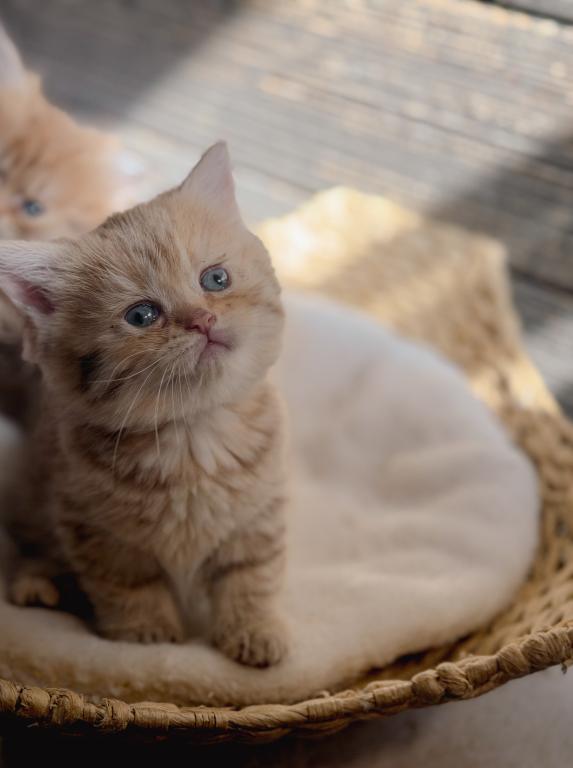 Chocolate Golden British Shorthair Girl photo 4