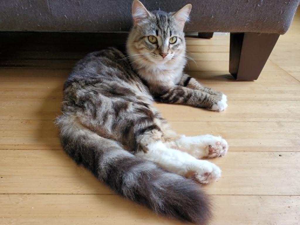 Hercules photo 1
