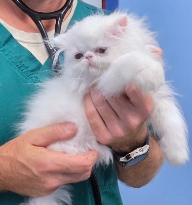CFA Persian Female White photo 1